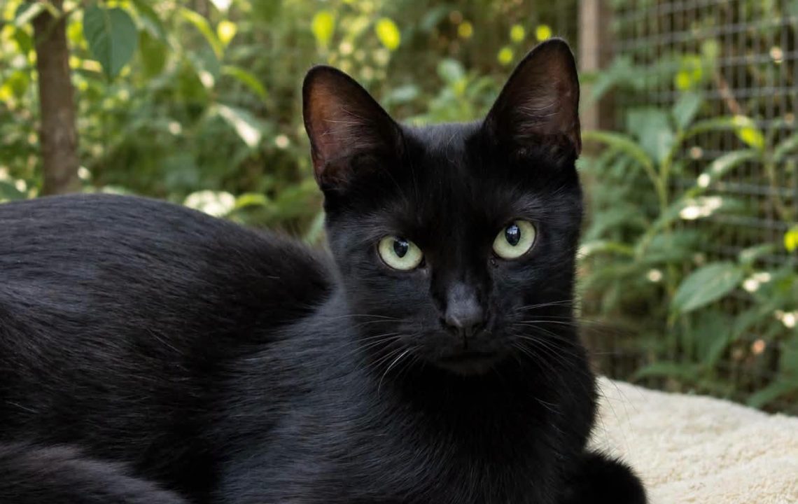 mysa-amis-d-ivar-chat-noir2