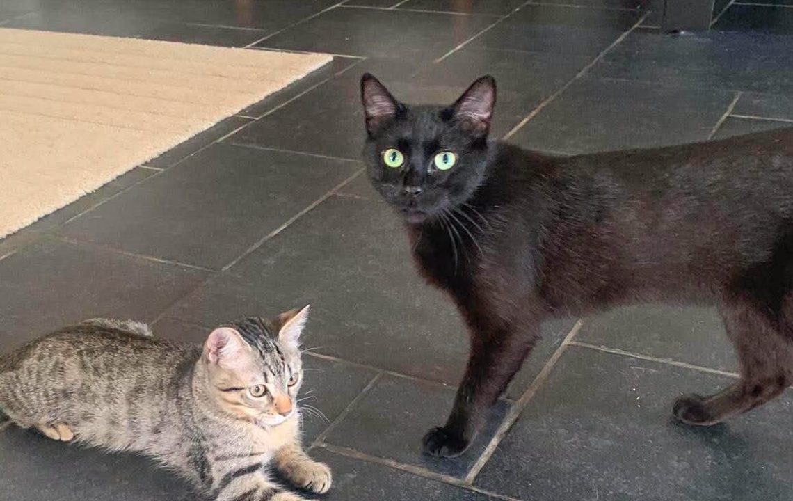 Naïa une minette de 1 an et demi à l'adoption avec les amis d'ivar