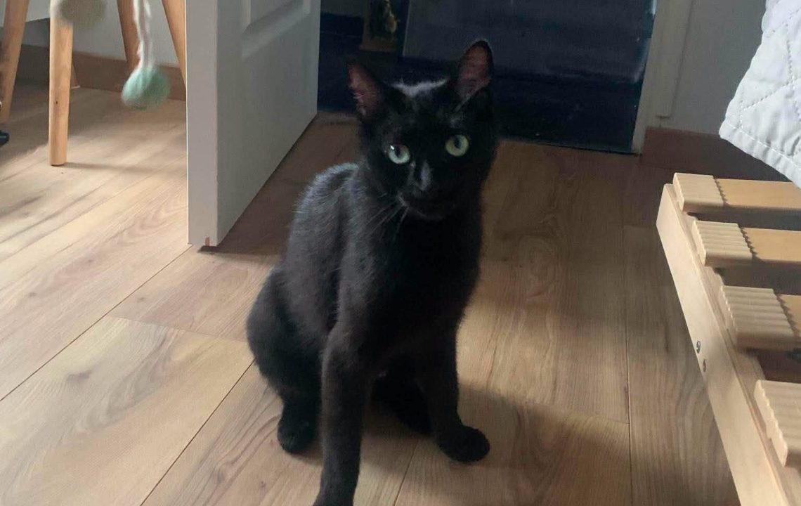 Naïa une minette de 1 an et demi à l'adoption avec les amis d'ivar