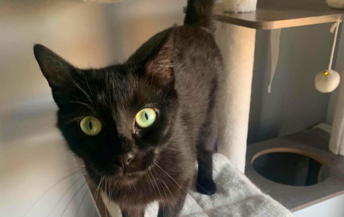 Naïa une minette de 1 an et demi à l'adoption avec les amis d'ivar