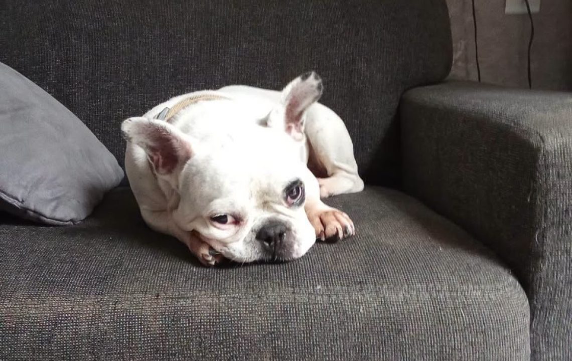 Narko chien à l'adoption avec les amis d'ivar sur La Madeleine