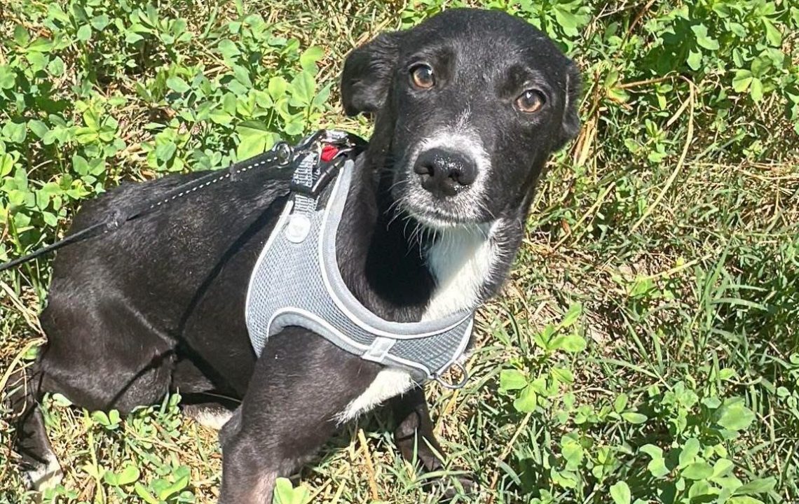 nelia-chien-roumanie-adoption-amis-d-ivar