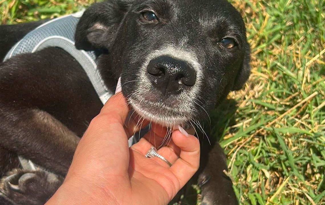 nelia-chien-roumanie-adoption-amis-d-ivar