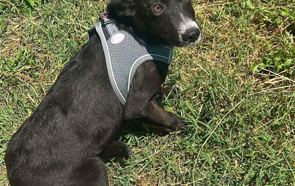 nelia-chien-roumanie-adoption-amis-d-ivar
