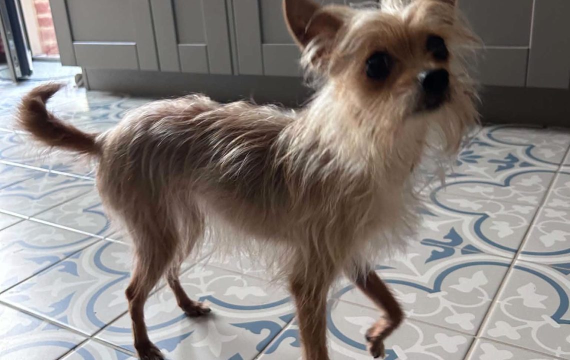 nelly-chien-amis-d-ivar2