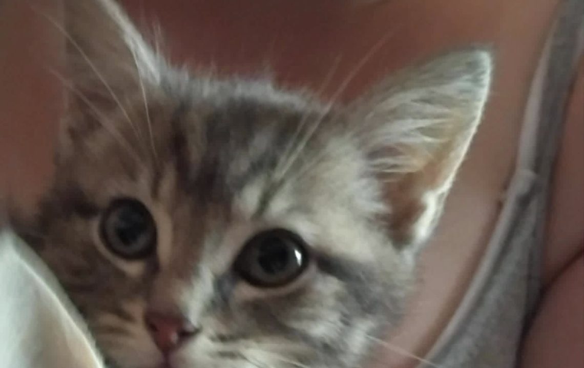Nougat chaton timide attend sa famille à Walincourt-Selvigny