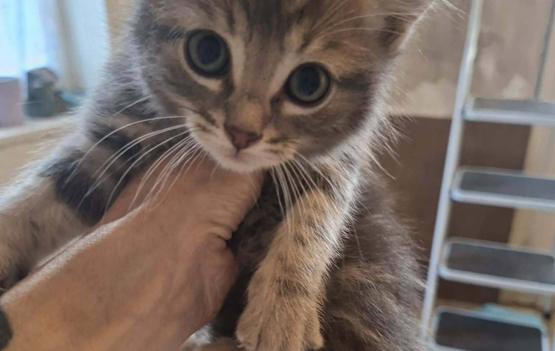 Nougat chaton timide attend sa famille à Walincourt-Selvigny