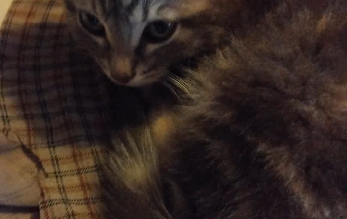 Nougat chaton timide attend sa famille à Walincourt-Selvigny