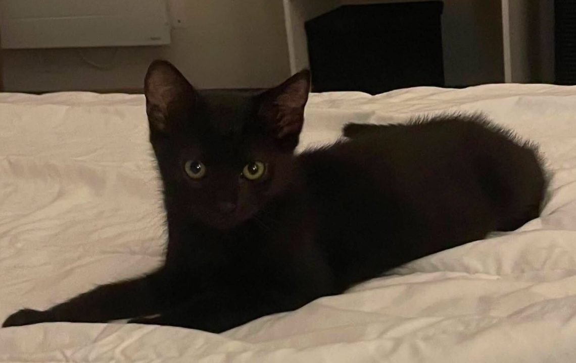 Nyx chaton noir à l'adoption avec les amis d'ivar
