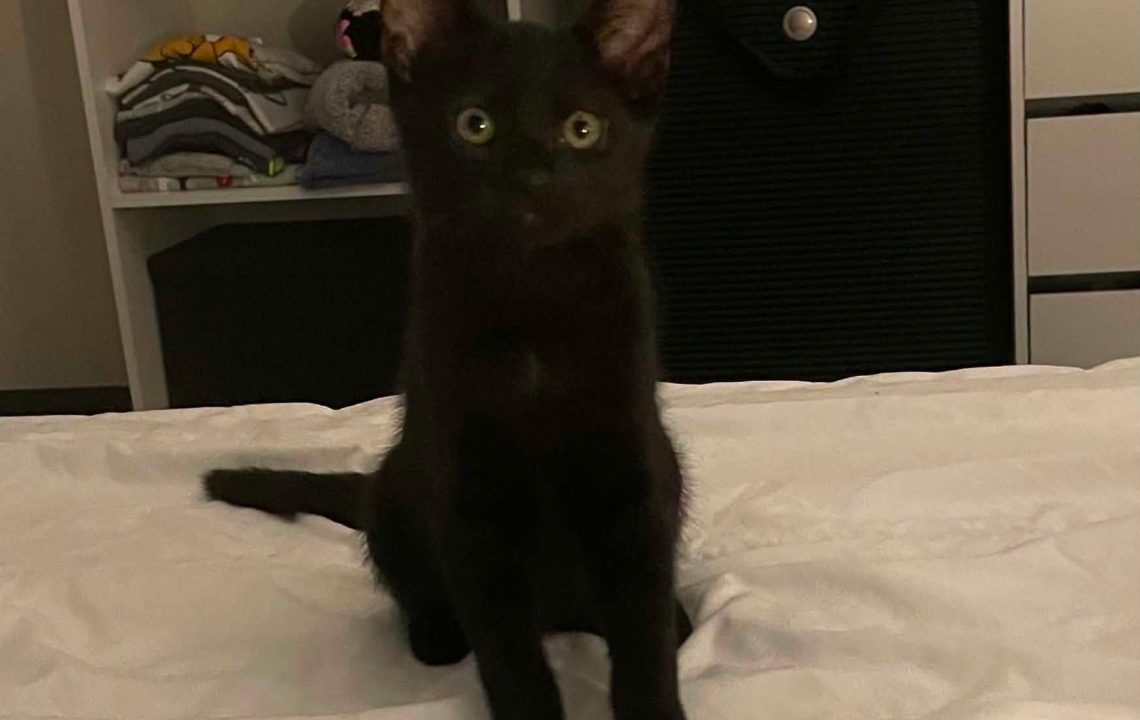 Nyx chaton noir à l'adoption avec les amis d'ivar