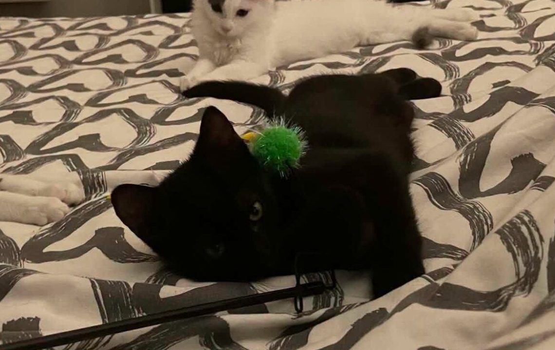 Nyx chaton noir à l'adoption avec les amis d'ivar