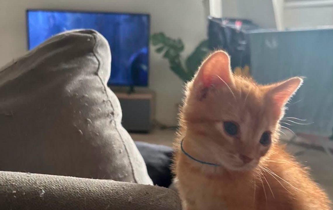 Oscar chaton à l'adoption avec les amis d'Ivar visible à La Madeleine