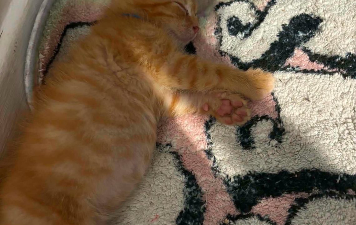 Oscar chaton à l'adoption avec les amis d'Ivar visible à La Madeleine