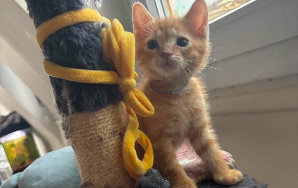 Oscar chaton à l'adoption avec les amis d'Ivar visible à La Madeleine