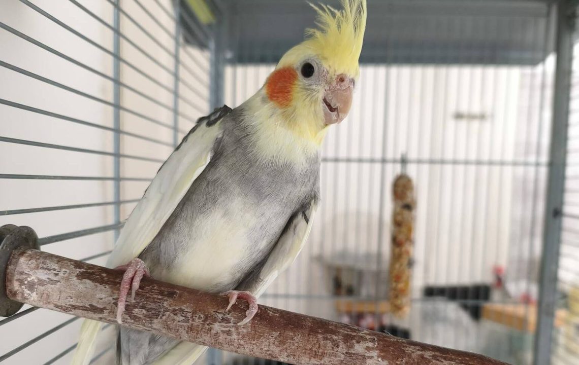 Phoenix adorable perruche à la recherche de son foyer