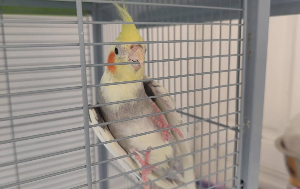 Phoenix adorable perruche à la recherche de son foyer