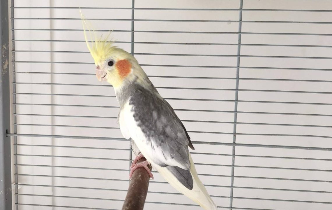 Phoenix adorable perruche à la recherche de son foyer