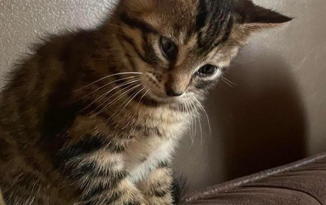 Pomelo chaton calon recherche ses humains