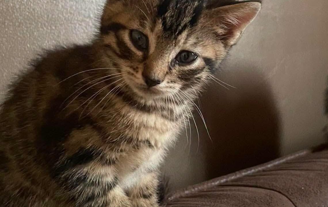 Pomelo chaton calon recherche ses humains