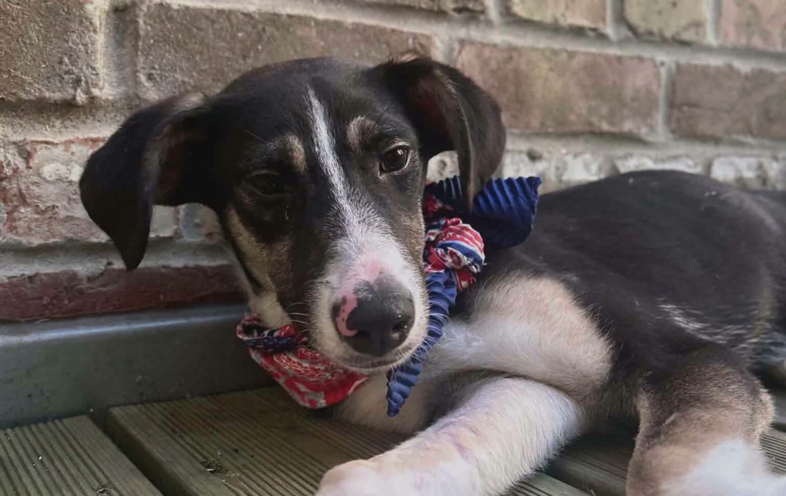 Rosy adorable chienne de 6 mois à adopter