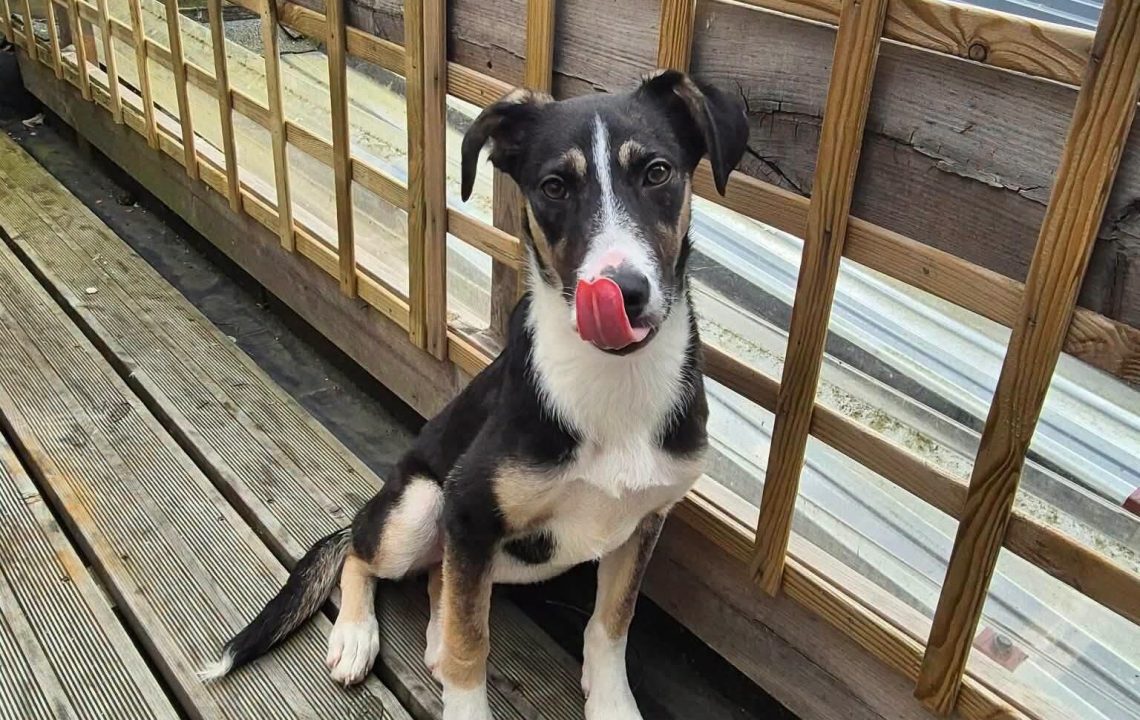 Rosy adorable chienne de 6 mois à adopter