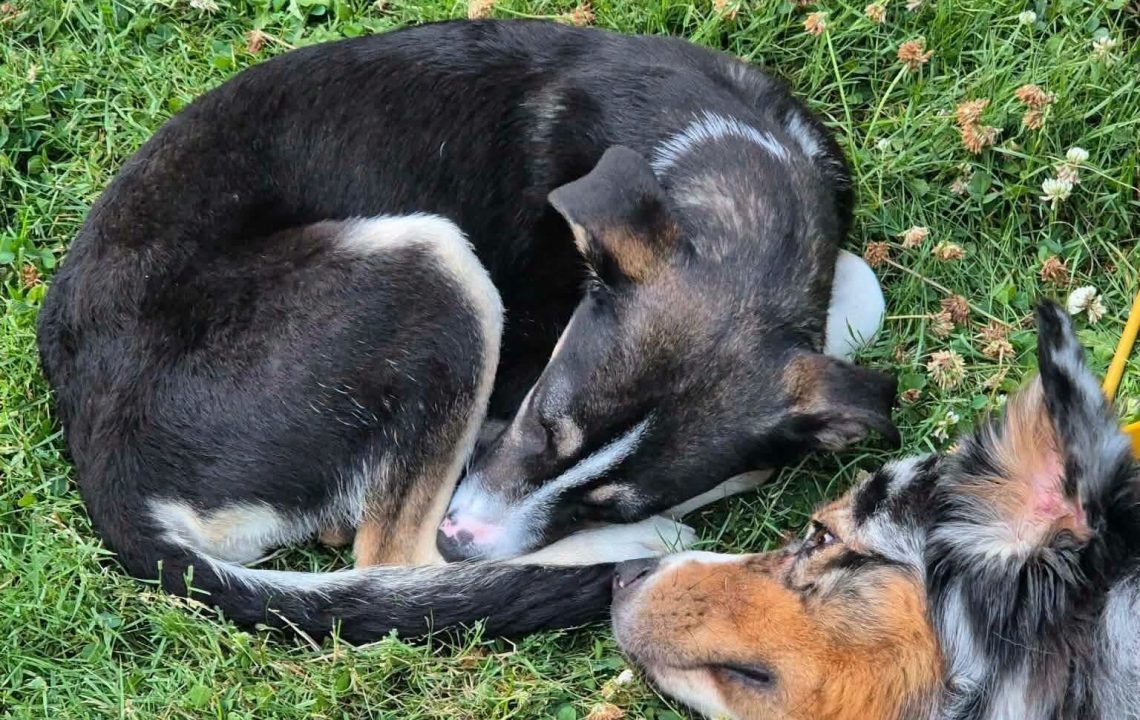 Rosy adorable chienne de 6 mois à adopter