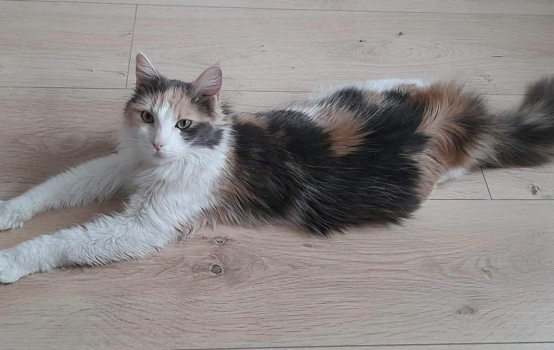 Sana une chatte douce et apaisante est à l'adoption