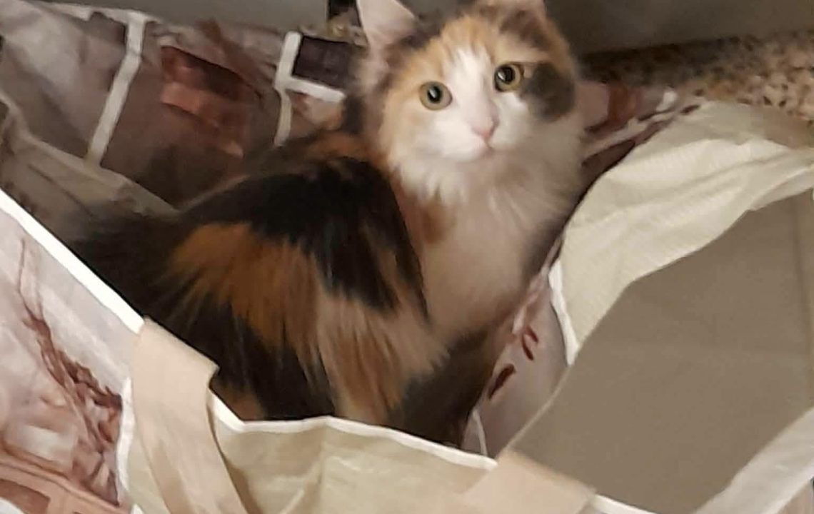 Sana une chatte douce et apaisante est à l'adoption