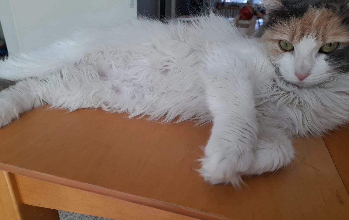Sana une chatte douce et apaisante est à l'adoption