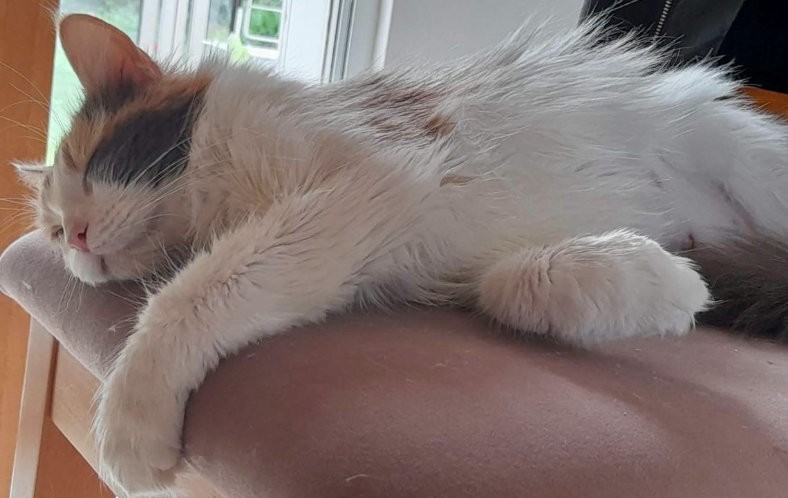 Sana une chatte douce et apaisante est à l'adoption