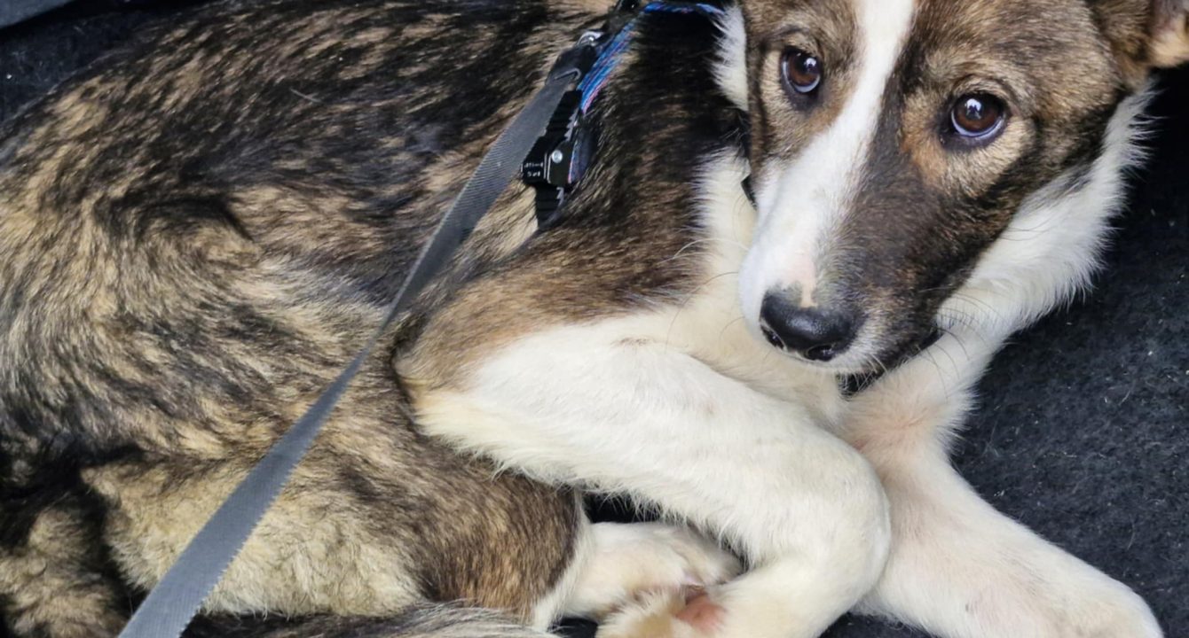 Tracey_Les_amis_D_Ivar_association_Chien_adoption