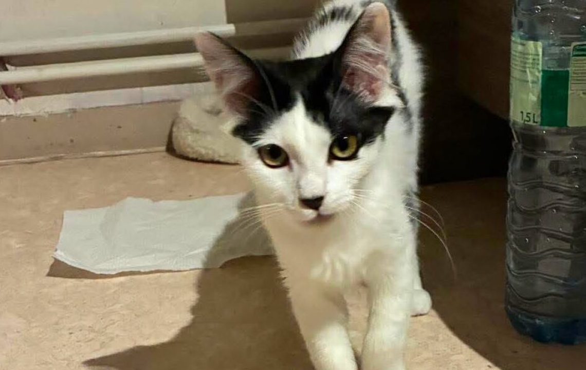Shiva chatonne à l'adoption avec les amis d'ivar à ennevelin