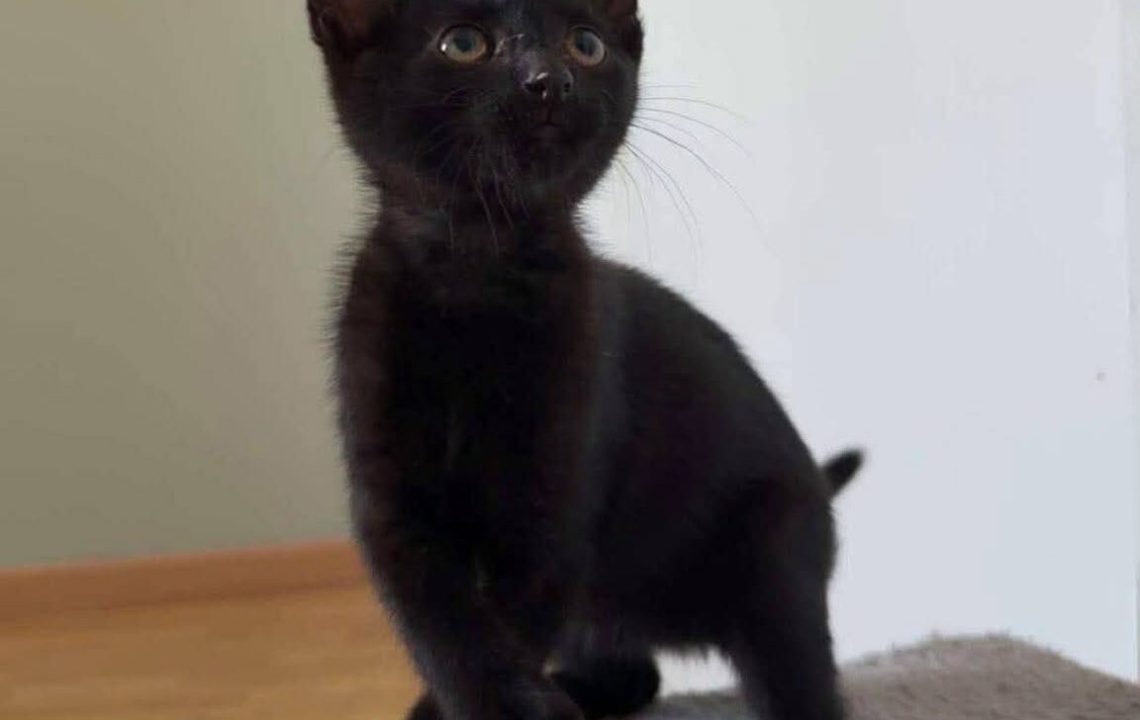Sirius chaton à l'adoption avec les amis d'ivar