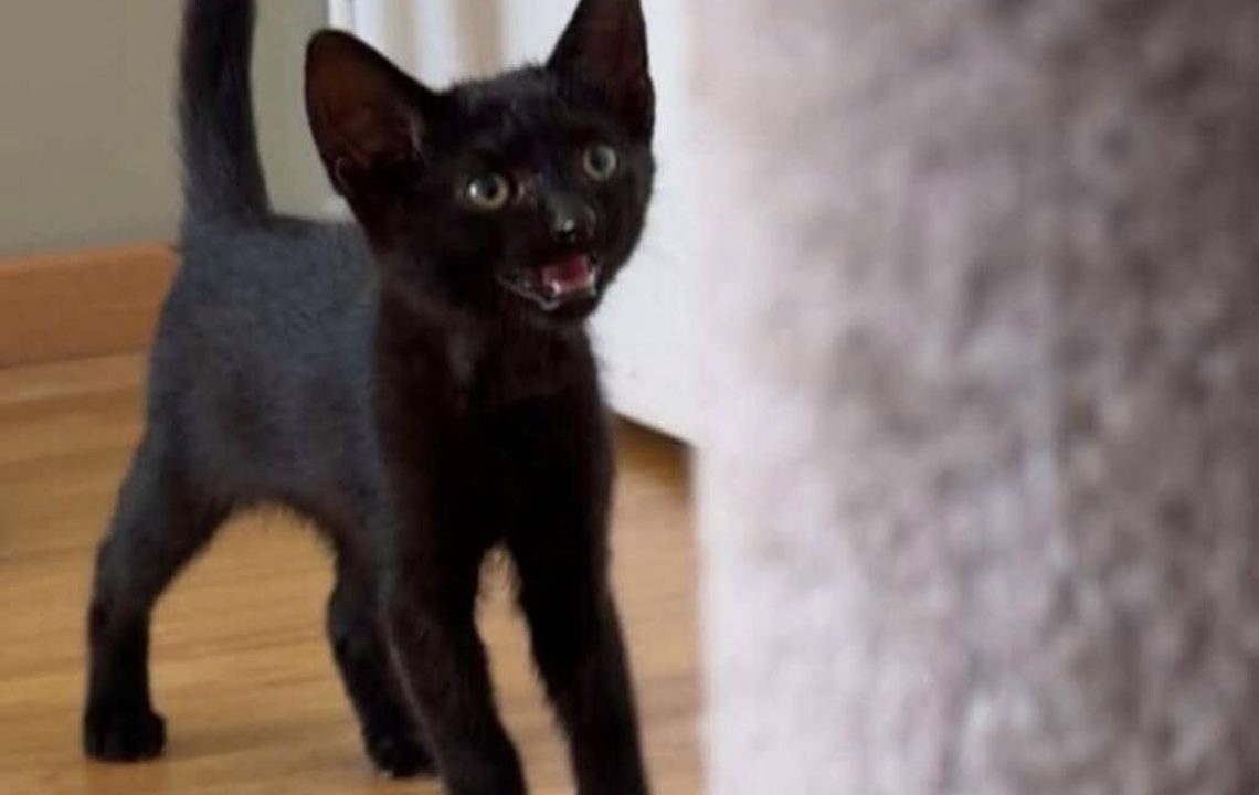 Sirius chaton à l'adoption avec les amis d'ivar