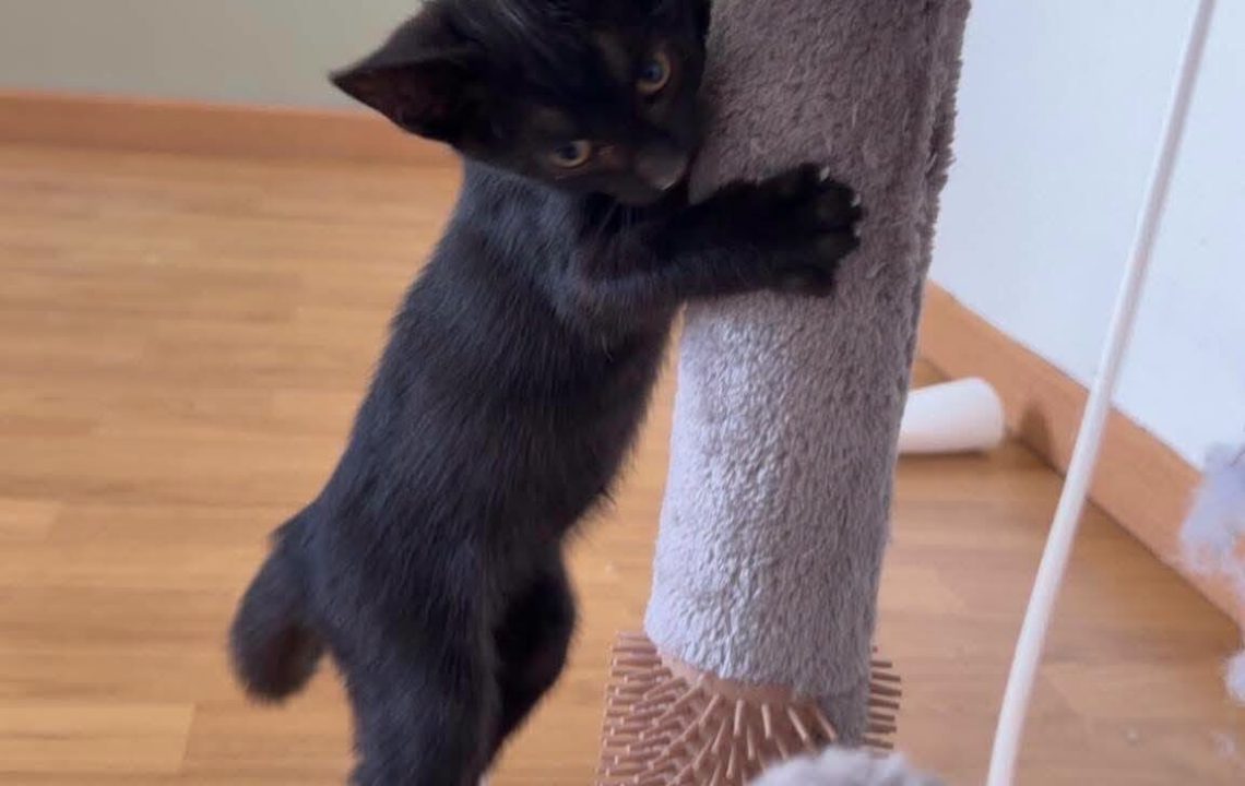 Sirius chaton à l'adoption avec les amis d'ivar