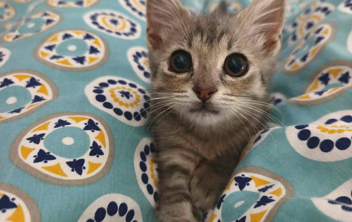 sol chaton à adoption avec les amis d'ivar