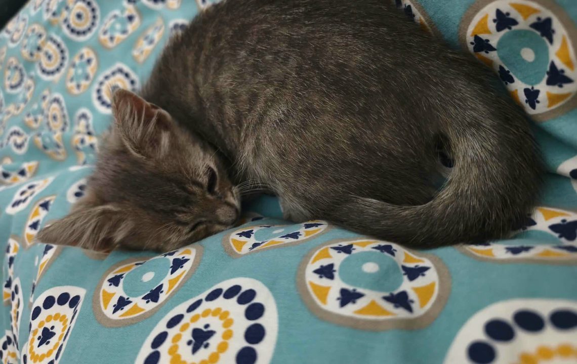 sol chaton à adoption avec les amis d'ivar
