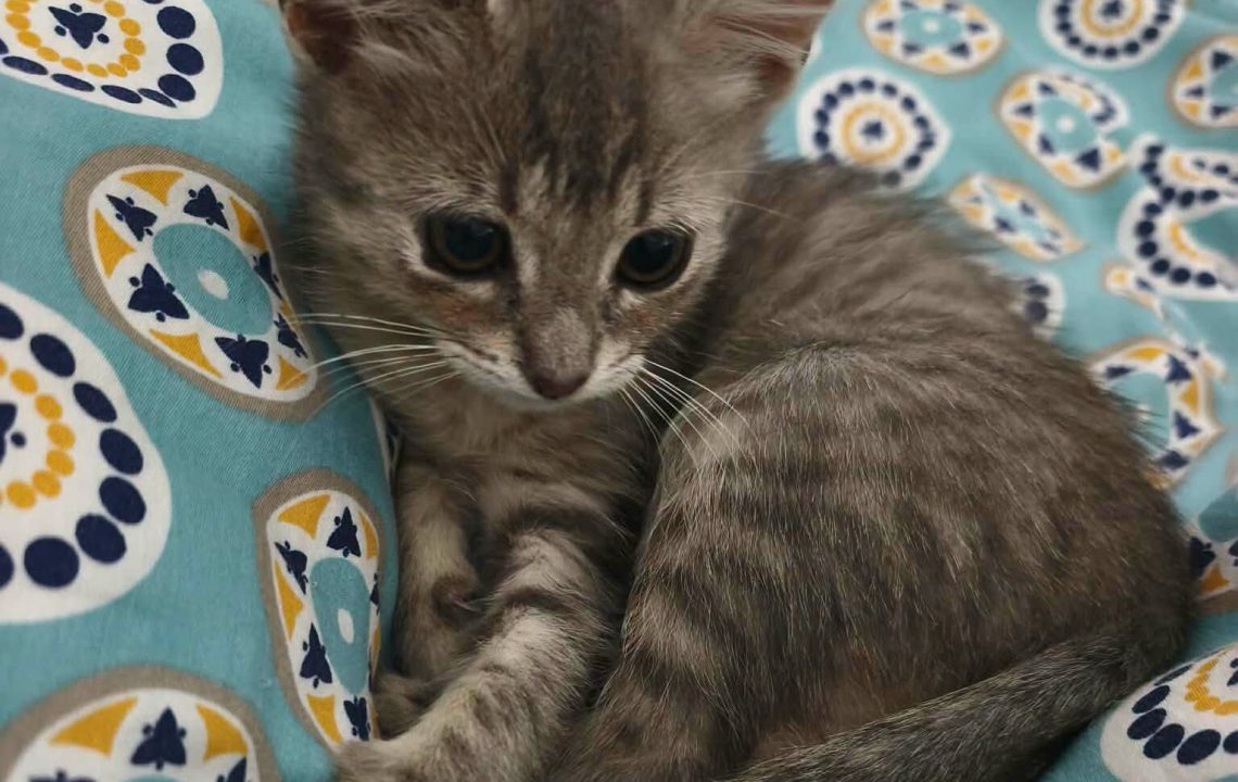 sol chaton à adoption avec les amis d'ivar
