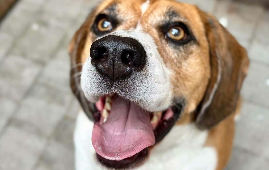tempete-amis-d-ivar-chien-beagle