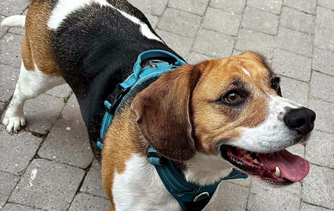tempete-amis-d-ivar-chien-beagle2