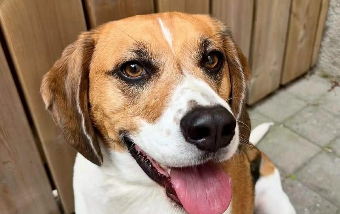 tempete-amis-d-ivar-chien-beagle3