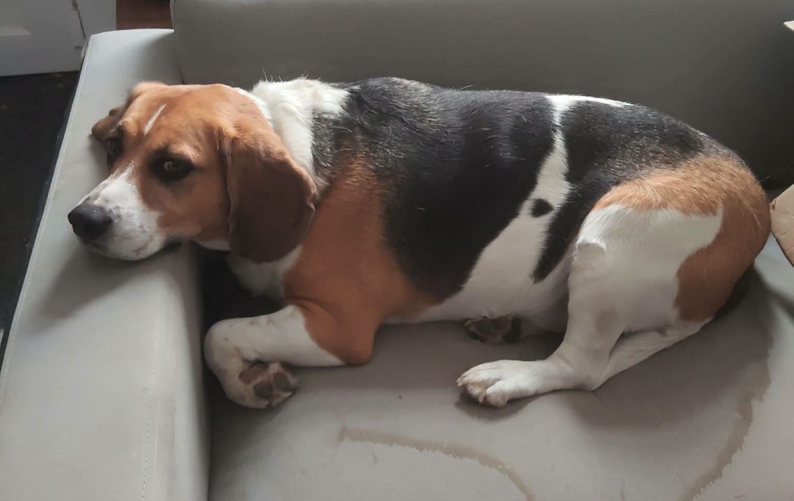 Tempête beagle à l'adoption avec les amis d'ivar visible à haubourdin