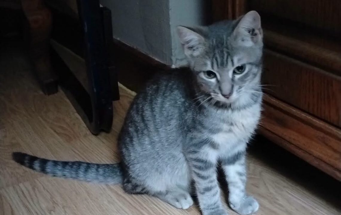 Tigroo chat à l'adoption avec les amis d'ivar
