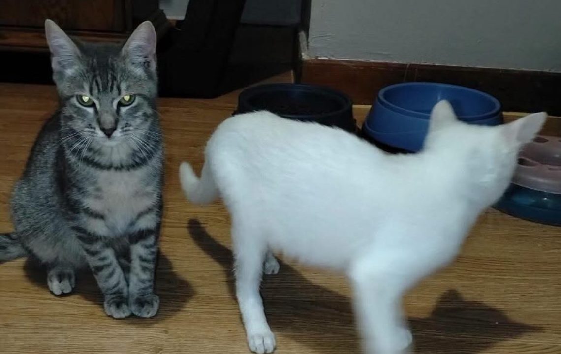 Tigroo chat à l'adoption avec les amis d'ivar