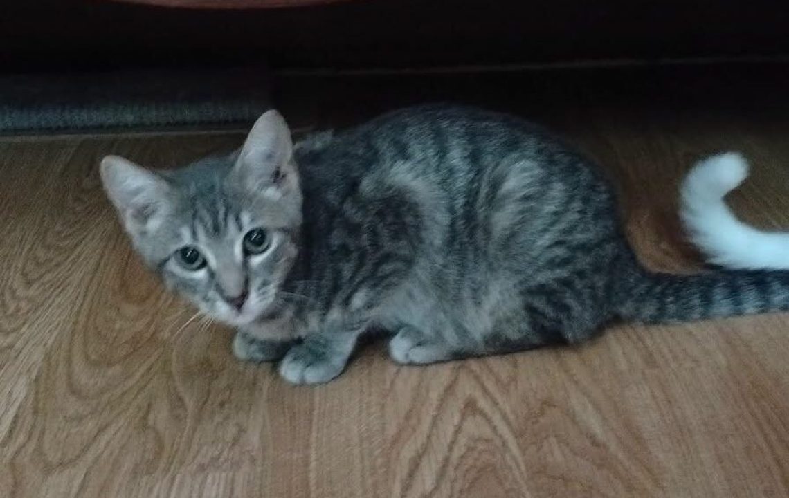 Tigroo chat à l'adoption avec les amis d'ivar
