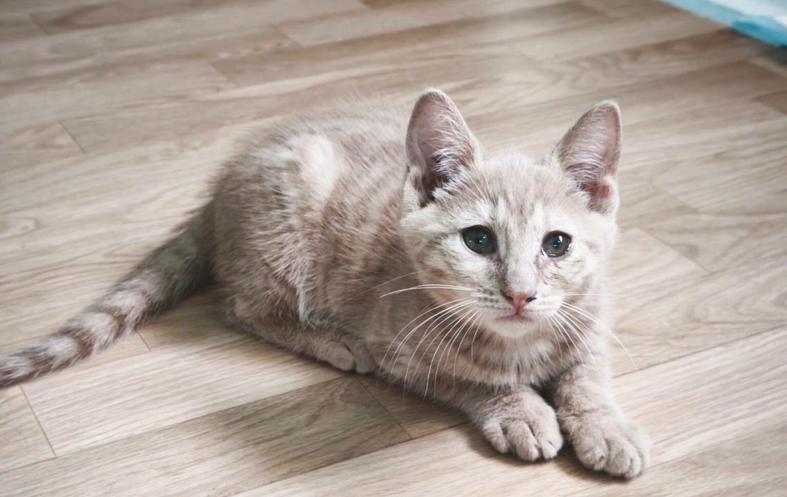 Tigrou chaton Ă l'adoption avec les amis d'ivar visible Ă anstaing
