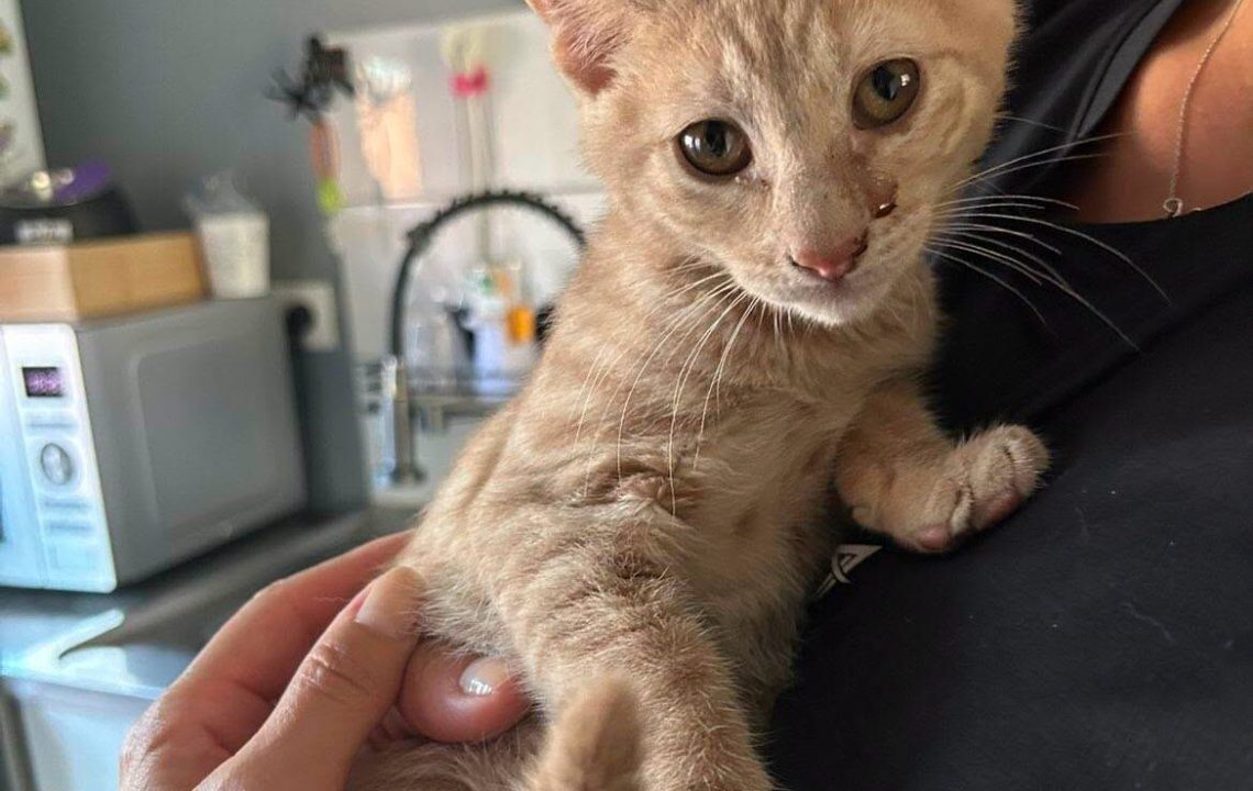 Tigrou chaton Ă l'adoption avec les amis d'ivar visible Ă anstaing