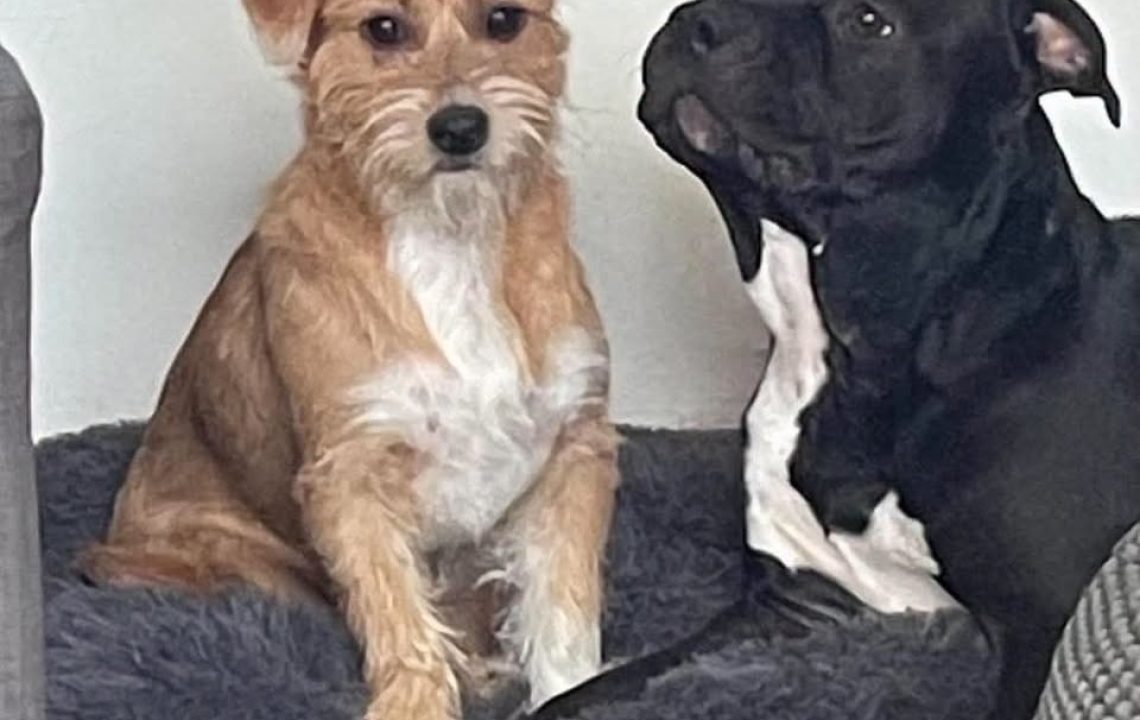 Timy alias Titi à l'adoption avec les amis d'Ivar
