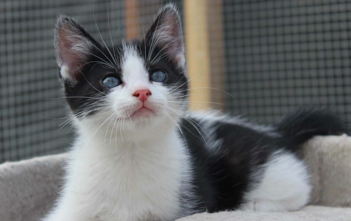 Tirion chaton à l'adoption avec les amis d'ivar