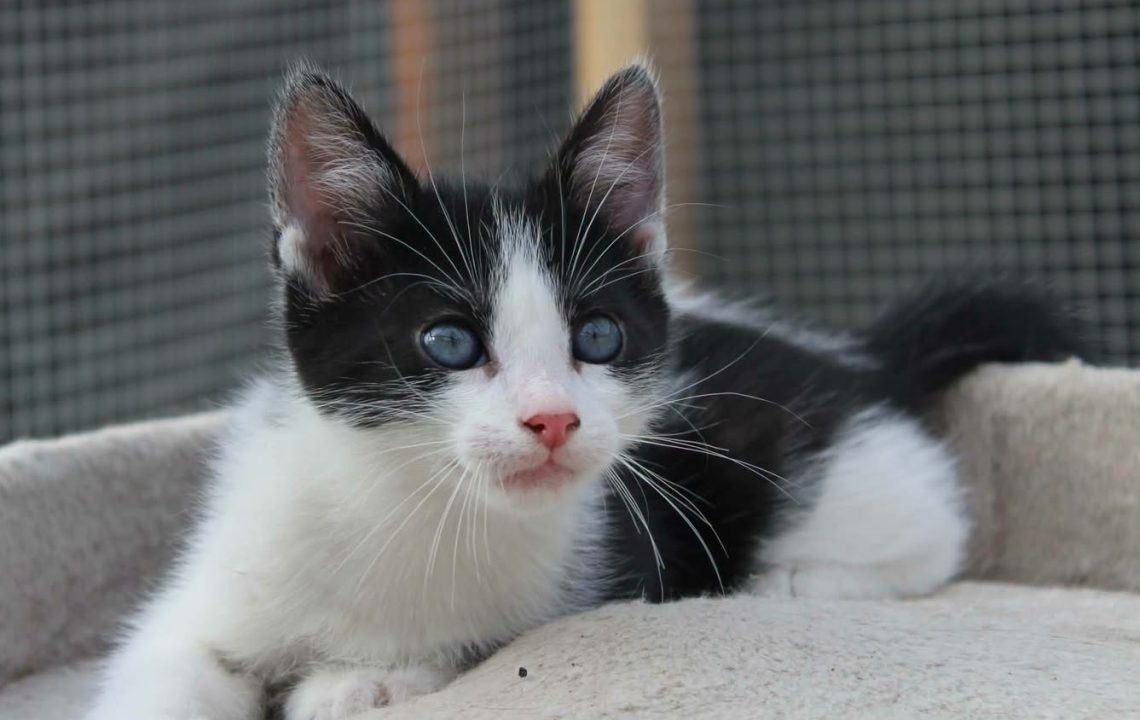 Tirion chaton à l'adoption avec les amis d'ivar